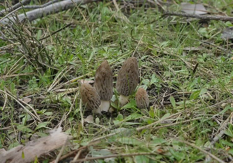 Morchella sp. -  Escursione